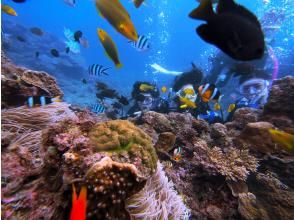 プランの魅力 Authentic experience diving in the sea of ​​Amami Oshima の画像