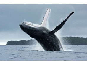 プランの魅力 大迫力のシーン の画像