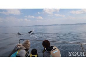 プランの魅力 クジラから寄ってきてくれる事もあるんです!! の画像