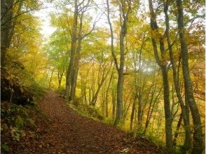 プランの魅力 This course is perfect for forest bathing. の画像