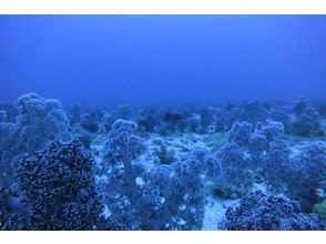 プランの魅力 您为什么没有看到花田在海中蔓延？ の画像