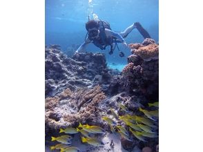 プランの魅力 サンゴ礁とカラフルな魚たちの楽園 の画像