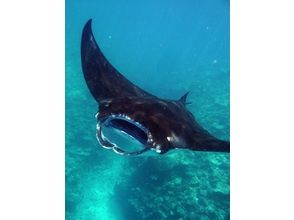 プランの魅力 คุณยังอาจพบเต่าทะเลและ Manta の画像