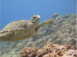 プランの魅力 Green turtle の画像