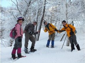 プランの魅力 途中スギやヒノキの樹林帯を歩きます の画像