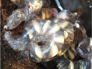 プランの魅力 Egg mass of Kasumi salamander の画像