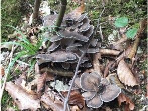 プランの魅力 Maitake is a blessing from a rich forest の画像