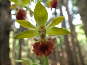 プランの魅力 เลดี้ของ tricarinata ป่า Calanthe の画像