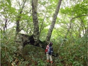 プランの魅力 山毛榉坐在一个健康的身材 の画像