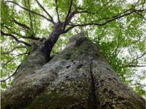 プランの魅力 ４７０㎝の原生林の住人　威風堂々のブナ の画像