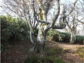 プランの魅力 Takobuna の画像