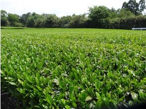 プランの魅力 新緑の茶畑 の画像