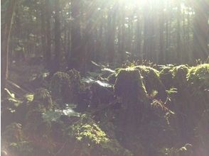 プランの魅力 A rare forest with a mixture of conifers and broad-leaved trees in the sea の画像