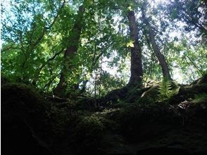 プランの魅力 Slowly proceed through the forest while enjoying the scenery の画像