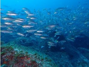 プランの魅力 因為是黑潮，你可以遇見金槍魚 の画像