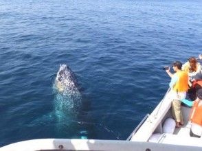 プランの魅力 至近距離でクジラに出会える の画像