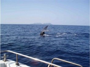 プランの魅力 ปลาวาฬว่ายน้ำอยู่ข้างเรือ の画像