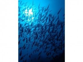 プランの魅力 If you are lucky, you may be able to see the school of fish. の画像