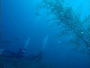 プランの魅力 Depending on the time, squid spawning may be seen even in experience diving の画像