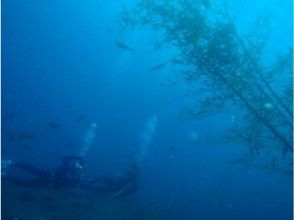 プランの魅力 您还可以遇到在潜水员中很受欢迎的海葵鱼！ の画像