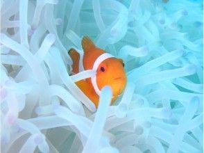 プランの魅力 You can also meet anemone fish that are popular with divers! の画像