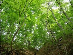 プランの魅力 心地よい森林浴を満喫 の画像