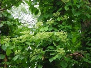 プランの魅力 You can hear the gentle beech whisper の画像