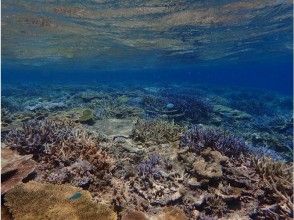 プランの魅力 水下有波光粼粼的珊瑚礁 の画像