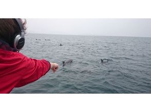 プランの魅力 Wild dolphins! の画像