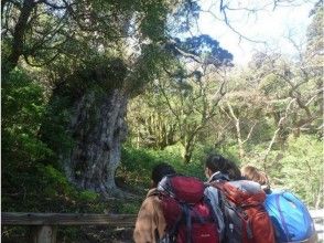 プランの魅力 喬蒙·雪松（Jomon Cedar）徒步旅行 の画像