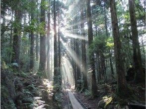 プランの魅力 朝日が差しこむ森 の画像