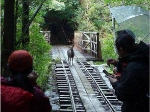 プランの魅力 礦車軌道 の画像