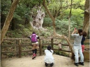 プランの魅力 屋久杉を代表する古木「縄文杉」 の画像