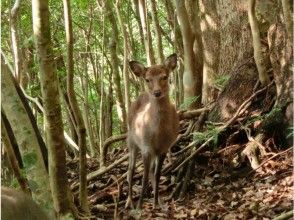 プランの魅力 Deer welcomes you! の画像