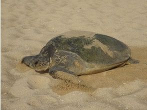 プランの魅力 アオウミガメ の画像