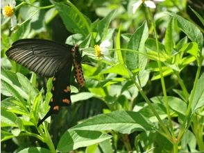 プランの魅力 Beautiful butterflies welcome you の画像