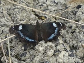 プランの魅力 Take a walk looking for butterflies の画像