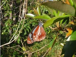 プランの魅力 Go into the forest looking for butterflies の画像