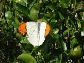 プランの魅力 Great orange tip の画像