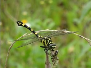 プランの魅力 Taiwan Uchiwayanma の画像