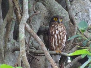 プランの魅力 Northern hawk owl の画像
