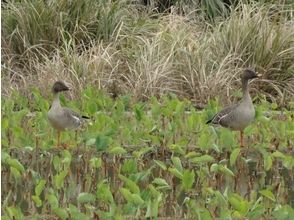 プランの魅力 Bean goose の画像