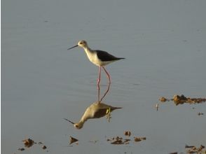 プランの魅力 Black-winged stilt の画像