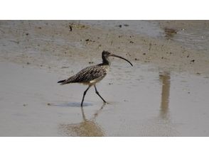 プランの魅力 Curlew の画像