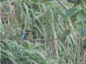 プランの魅力 Kingfisher の画像
