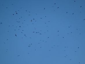 プランの魅力 中國麻雀 の画像