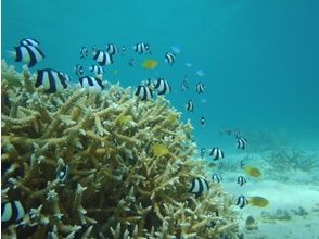 プランの魅力 Another world in the sea. You can meet many fish. の画像