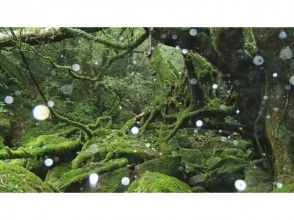 プランの魅力 Moss Forest の画像