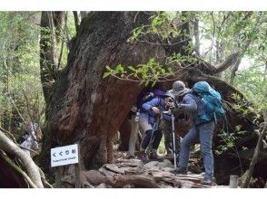 プランの魅力 Kuguri cedar の画像