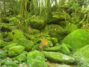 プランの魅力 シカがお出迎え！ の画像